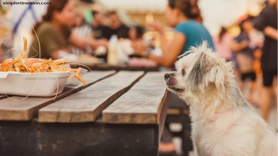 สุนัขสามารถกินกุ้งได้หรือไม่? กุ้งปรุงสุกที่ไม่ปรุงรสจะปลอดภัยสำหรับสุนัขโตที่มีสุขภาพดีส่วนใหญ่เมื่อเลี้ยงในปริมาณที่พอเหมาะ 