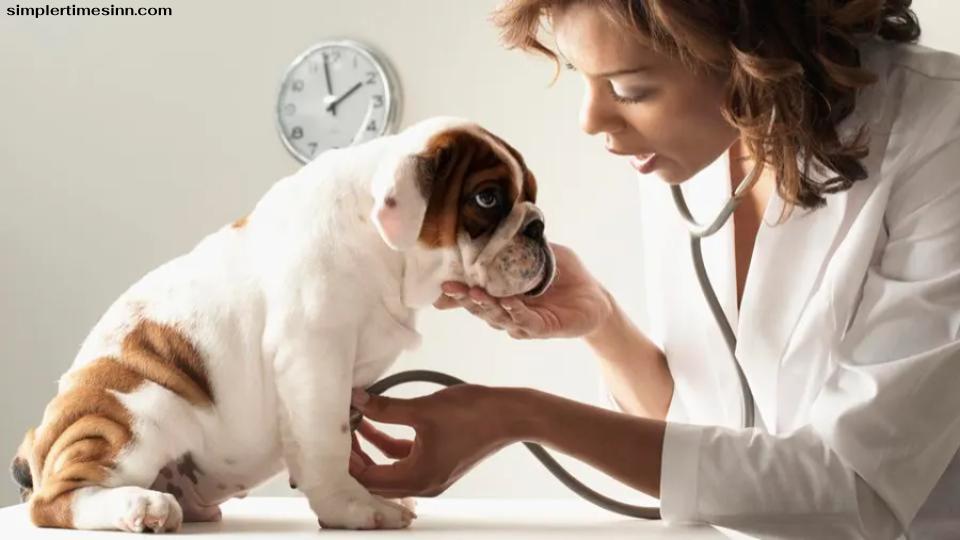 การติดเชื้อทางเดินหายใจส่วนบนในสุนัขเป็นโรคติดต่อได้ง่าย และสุนัขสามารถติดเชื้อได้เมื่อสัมผัสโดยตรงกับสุนัขที่ป่วยหรือวัตถุที่ติดเชื้อ 