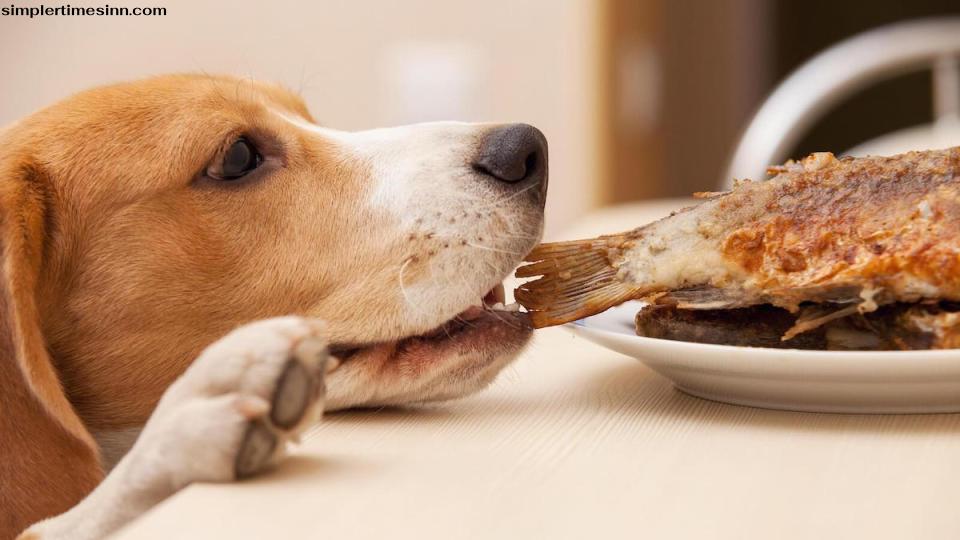 สุนัขสามารถกินและรับประโยชน์จากปลาได้ ไม่ว่าจะเป็นส่วนหนึ่งของอาหารปกติหรือเป็นขนมก็ตาม ปลามีสารอาหารมากมาย 
