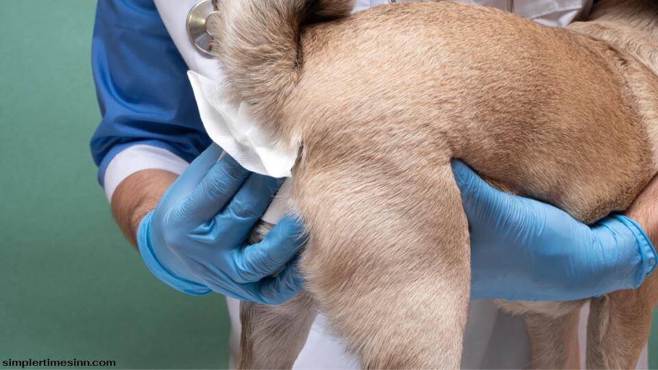 หากคุณคิดว่าสุนัขของคุณมีปัญหาเกี่ยวกับต่อมทวารหนัก ทางที่ดีควรให้สัตว์แพทย์ตรวจดู หากมองเห็นเลือด รอยแดง และอาการบวมรอบๆ ทวารหนัก