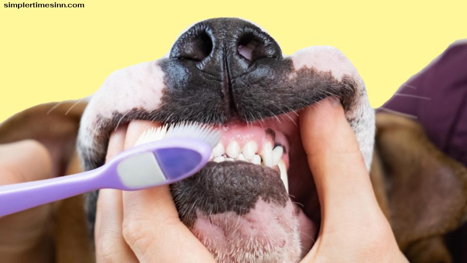 การติดเชื้อในฟันสุนัข : สาเหตุและการรักษา