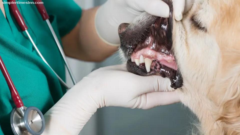 การติดเชื้อที่ฟันในสุนัขอาจทำให้เจ็บปวดมาก แต่น่าเสียดายที่สุนัขของคุณไม่สามารถบอกคุณได้ว่าพวกเขากำลังเจ็บปวดอยู่ คุณอาจสังเกตเห็นการเปลี่ยนแปลงพฤติกรรม