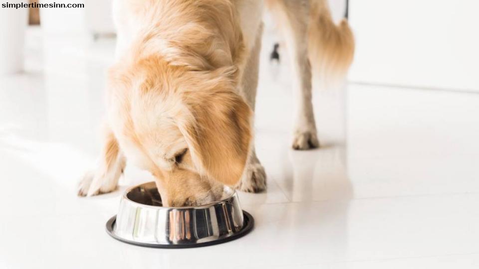 เนื่องจากสุนัขต้องการเกลือในอาหาร คุณอาจสงสัยว่า “ทำไมเกลือจึงไม่ดีสำหรับสุนัข” เกลือไม่ได้เลวร้ายสำหรับสุนัขเสมอไปเพราะสุนัขของคุณต้องการเกลือเพื่อให้มีสุขภาพที่ดี