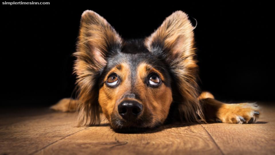 หากคุณเคยสังเกตเห็นว่าสุนัขของคุณสามารถหาทางในความมืดได้ดีแค่ไหน "สุนัขมองเห็นตอนกลางคืนได้หรือไม่"  ใช่ สุนัขสามารถมองเห็นได้ในความมืด