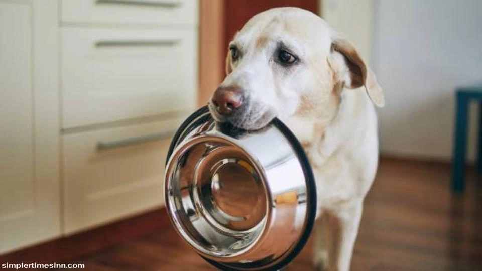 วิธีทำความสะอาดชามอาหารสุนัข