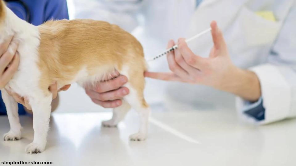 ลูกสุนัขควรได้รับการฉีดวัคซีนครั้งแรกเมื่ออายุหกถึงแปดสัปดาห์ อย่าลืมขอเวชระเบียนสำหรับลูกสุนัขที่เพิ่งซื้อหรือรับเลี้ยงมา