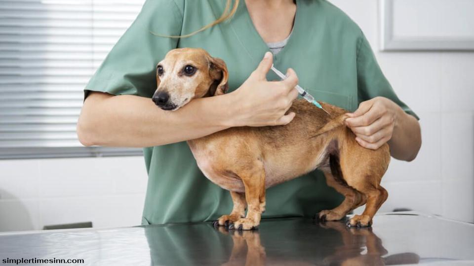 การฉีดวัคซีนสำหรับลูกสุนัข