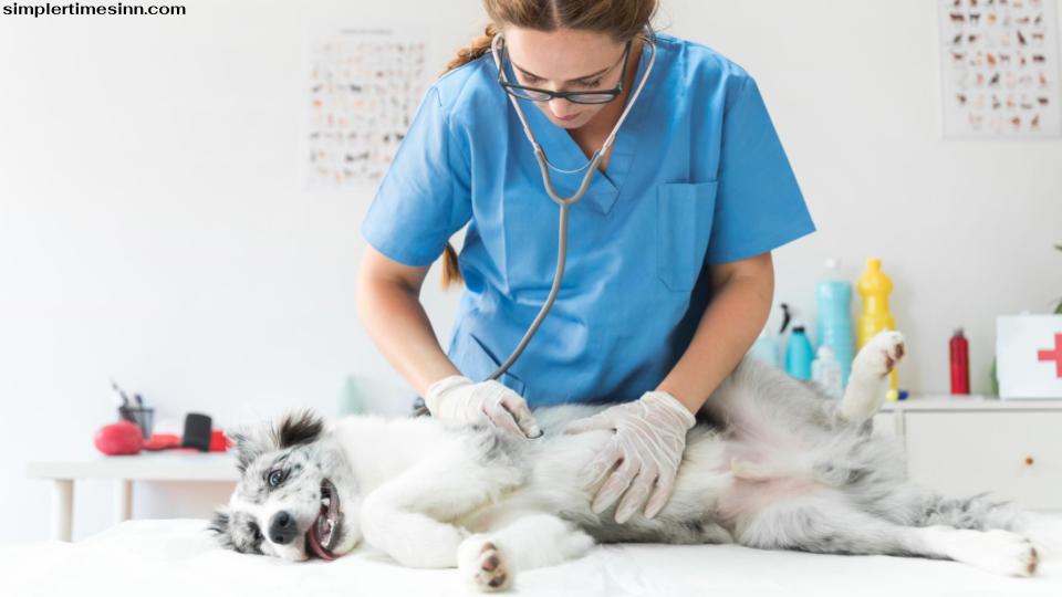 หากสุนัขของคุณกำลังประสบกับพฤติกรรมเหล่านี้ สิ่งสำคัญคือต้องได้รับการรักษาโดยไม่ทำให้เพื่อนหรือตัวคุณเองได้รับอันตรายอีกต่อไป