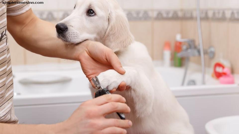 การตัดเล็บสุนัขเป็นส่วนสำคัญของกระบวนการดูแลขน การมีเล็บที่มีความยาวเหมาะสมสามารถช่วยให้สุนัขของคุณมีสุขภาพที่ดี