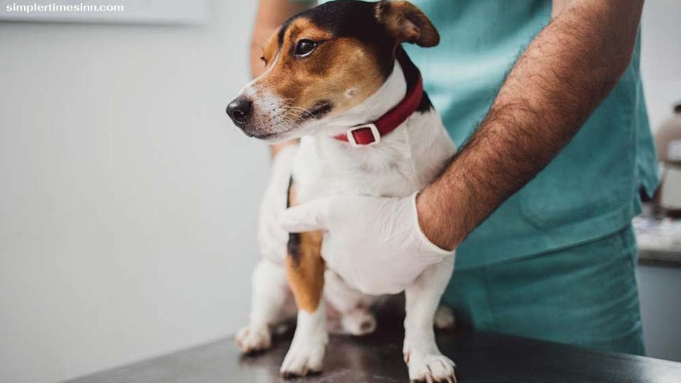 เลือดในอุจจาระอาจมาจากเลือดออกบริเวณใดที่หนึ่งในลำไส้ของสุนัข เช่น กรณีของพาร์โวไวรัส ในสุนัข หรืออาจมาจากบาดแผลที่เกิดจากพยาธิ 