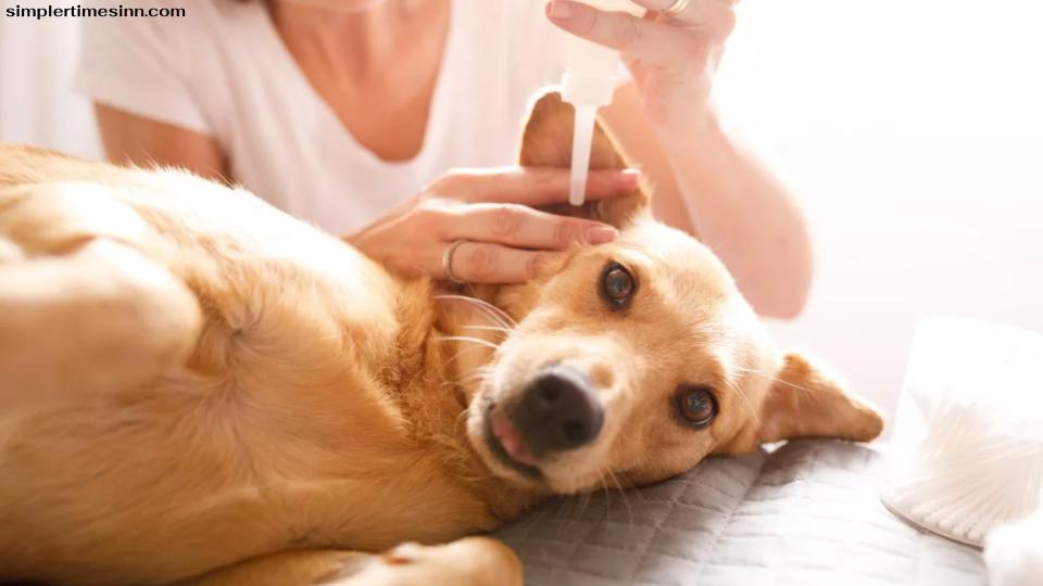 หูที่สกปรกในสุนัข เช่น สิ่งสีน้ำตาลในหูสุนัข อาจเกิดขึ้นได้จากหลายสาเหตุ รวมถึงขี้หูปกติที่ต้องทำความสะอาดหรือการติดเชื้อที่หู