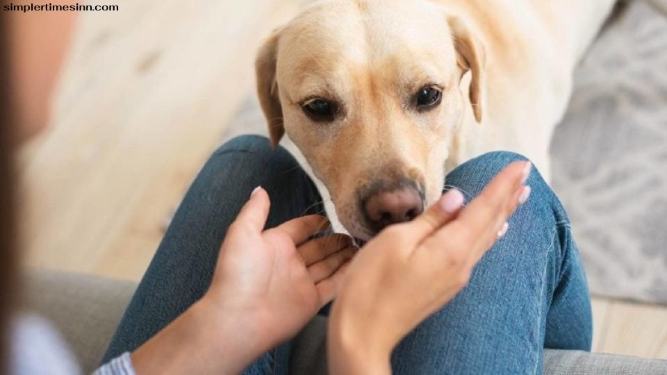 สุนัขของคุณใช้จมูกเป็นมากกว่าการดมกลิ่นอาหาร ในความเป็นจริง สุนัขสามารถมีตัวรับกลิ่นในจมูกได้มากกว่า 100 ล้านตัวซึ่งพวกมันสามารถใช้ได้ด้วยเหตุผลหลายประการ