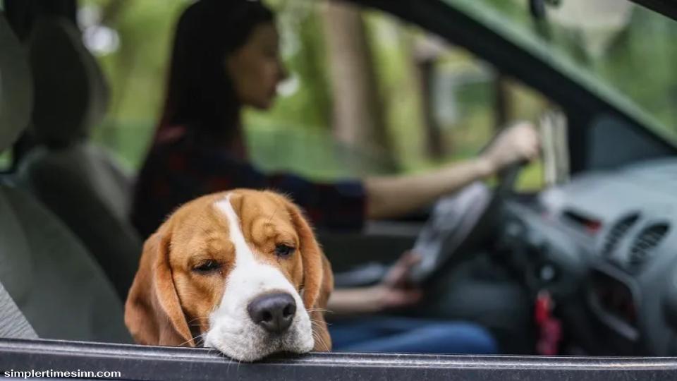 อาการเมารถของสุนัขมักพบในลูกสุนัขและสุนัขอายุน้อยมากกว่าสุนัขโต เช่นเดียวกับอาการเมารถในเด็กมากกว่าผู้ใหญ่