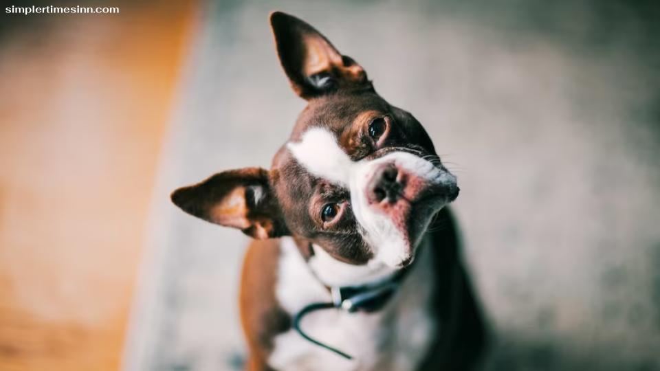 ทำไมสุนัขถึงเอียงหัว? เพื่อให้ได้ยินดีขึ้น มองเห็นได้ดีขึ้น และสื่อสารได้ เป็นเพียงเหตุผลบางประการที่ทำให้สุนัขเอียงศีรษะมาที่คุณ