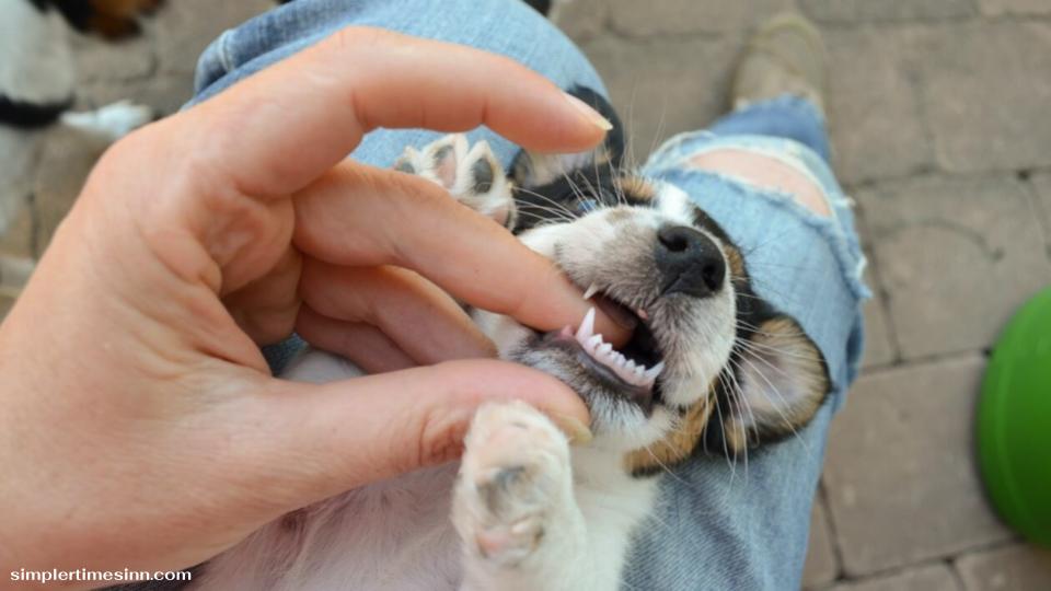 ลูกสุนัขจะสูญเสียฟันน้ำนมเมื่ออายุประมาณ 12 สัปดาห์ ซึ่งเป็นช่วงที่ผู้เพาะพันธุ์สุนัขหลายรายจะยอมให้ลูกสุนัขกลับบ้านพร้อมกับครอบครัวใหม่