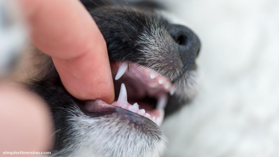 ลูกสุนัขจะสูญเสียฟันน้ำนมเมื่อใด? โดยปกติลูกสุนัขแล้วพวกเขาจะสูญเสียฟันน้ำนมทั้งหมดเมื่ออายุหกถึงแปดเดือน