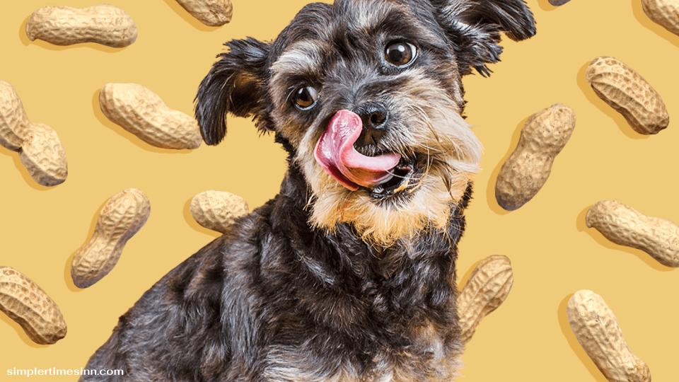 สุนัขสามารถกินถั่วลิสงได้หรือไม่?