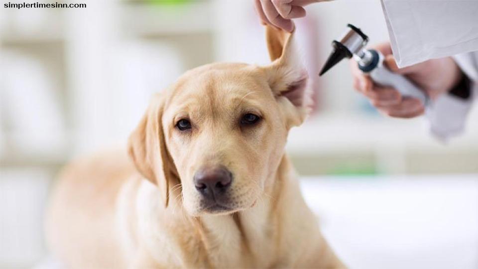 อาการหูหนวกเป็นเรื่องปกติในสุนัข สุนัขหลายสายพันธุ์ เช่น ดัลเมเชี่ยน คอลลี่ เกรทเดน อิงลิช เซ็ตเตอร์ และพอยน์เตอร์ มียีนที่อาจทำให้หูหนวกได้