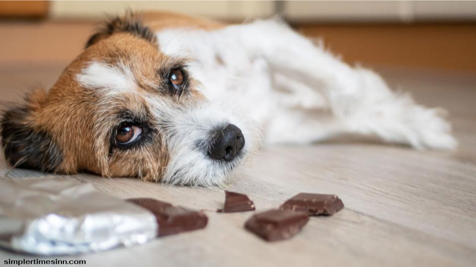 แม้ว่าสุนัขจะกินช็อกโกแลตได้ในปริมาณที่ควบคุมได้ แต่สุนัขควรหลีกเลี่ยงการบริโภคช็อกโกแลตจะดีกว่า