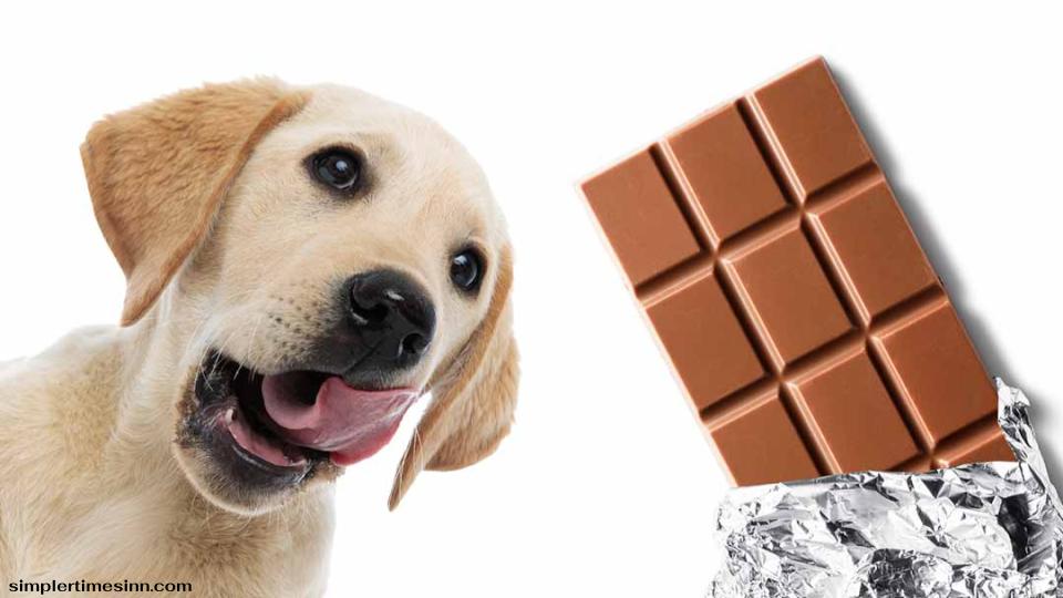 สุนัขสามารถกินช็อคโกแลตได้หรือไม่?
