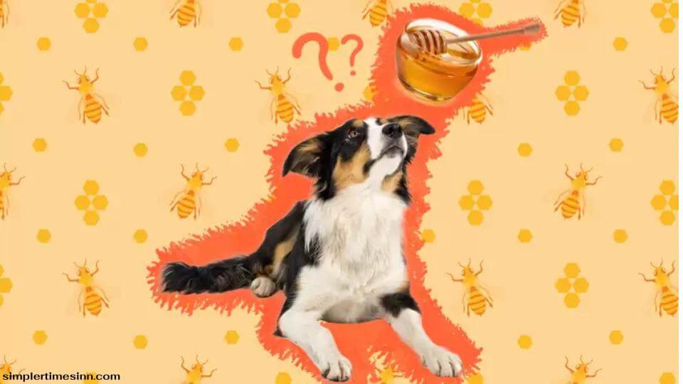 สุนัขสามารถกินน้ำผึ้งได้หรือไม่?