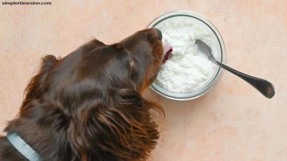 ในฐานะพ่อแม่ของสุนัขคุณต้องการให้สุนัขของคุณได้รับสารอาหารที่ดีที่สุด และคุณอาจถามตัวเองว่า สุนัขสามารถกินคอทเทจชีสได้หรือไม่?