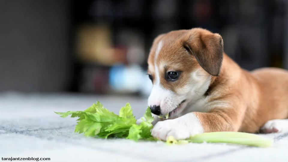 สุนัขสามารถกินคื่นฉ่ายได้หรือไม่?