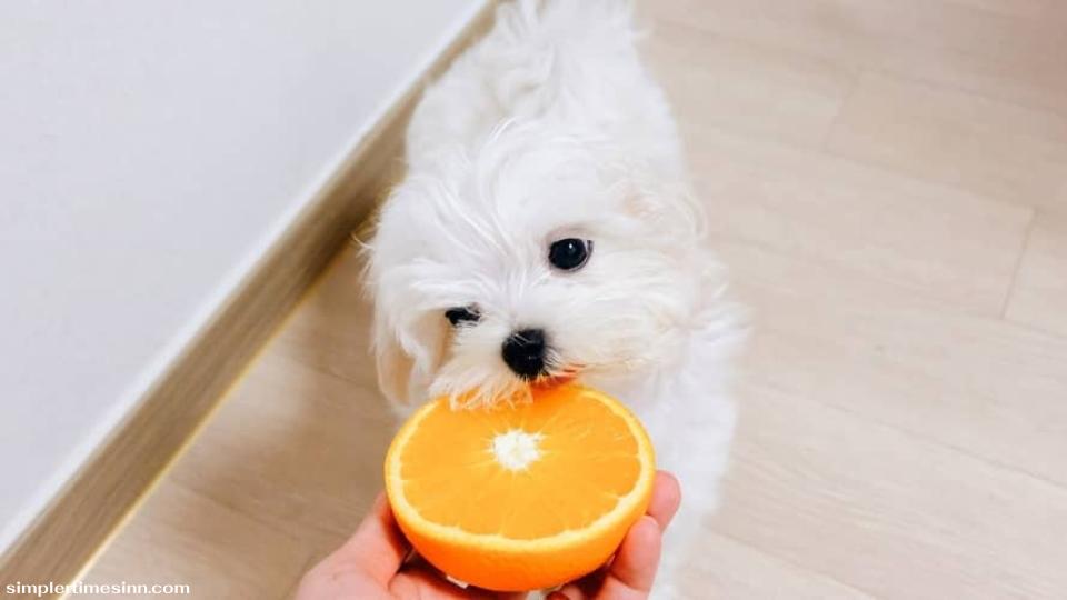 สุนัขสามารถกินส้มได้หากเจ้าของใช้ความระมัดระวัง คุณอาจแปลกใจที่รู้ว่าคำตอบคือใช่จริงๆ โดยคุณต้องระมัดระวัง หลายคนเชื่อผิดว่าเนื่องจากส้มมีสภาพเป็นกรด