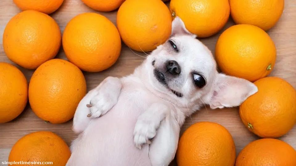 สุนัขสามารถกินส้มได้หรือไม่?