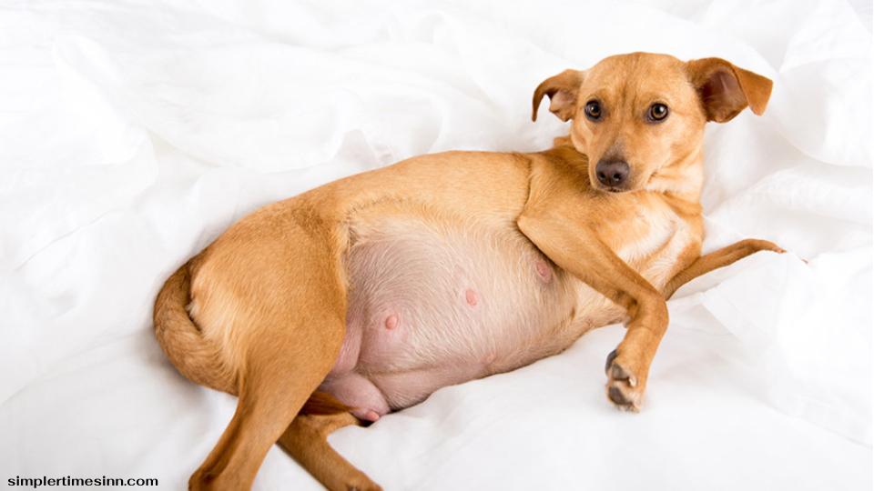 หากคุณคิดว่าสุนัขของคุณอาจตั้งท้อง คุณควรพาสุนัขไปหาสัตวแพทย์เพื่อให้แน่ใจว่าสุนัขตั้งท้อง หากคุณต้องการทราบว่า สุนัขตั้งท้องนานแค่ไหน?