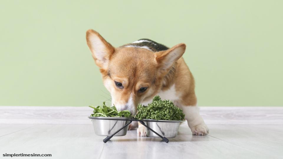 สุนัขสามารถกินยี่หร่าได้ แต่ในปริมาณที่น้อย การเพิ่มยี่หร่าลงในอาหารของสุนัขสามารถทำได้ในปริมาณเล็กน้อย แต่อาจทำให้เกิดอาการอาหารไม่ย่อย