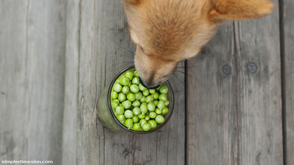 สุนัขสามารถรับประทานถั่วแระญี่ปุ่นเป็นของว่างได้เป็นครั้งคราว แต่ไม่ควรเป็นแหล่งสารอาหารหลักของอาหารสุนัข