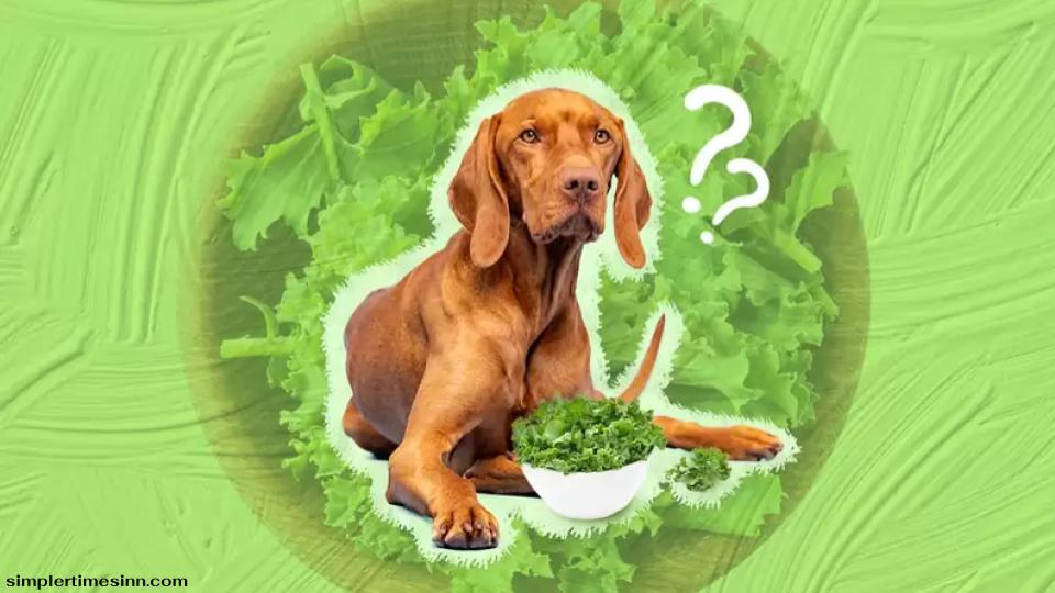 สุนัขสามารถกินผักคะน้าได้หรือไม่?