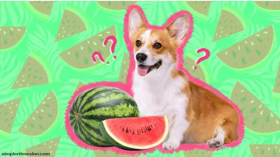 สุนัขสามารถกินแตงโมได้หรือไม่?