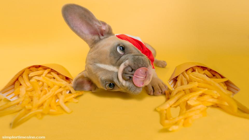 เฟรนช์ฟรายส์ไม่เป็นพิษต่อสุนัข ดังนั้นจึงไม่น่าเป็นไปได้ที่ลูกสุนัขของคุณจะประสบปัญหาร้ายแรงจากการรับประทานอาหารเพียงเล็กน้อย