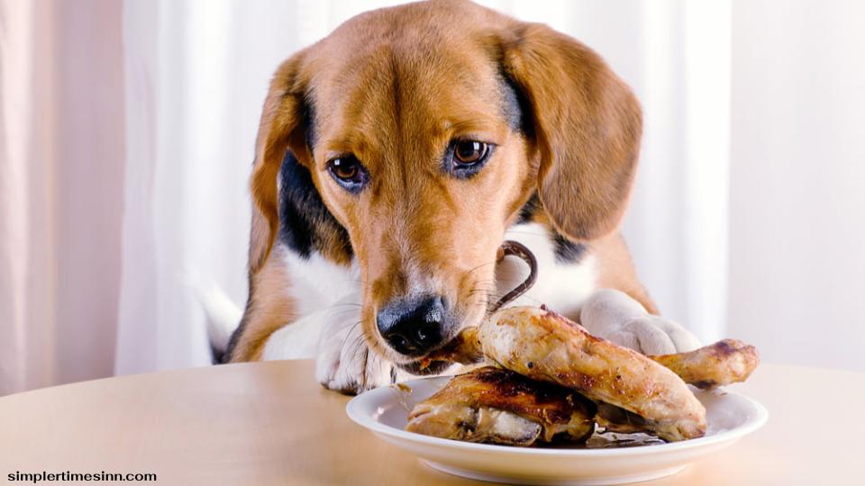 สุนัขสามารถกินเนื้อแกะได้หรือไม่?