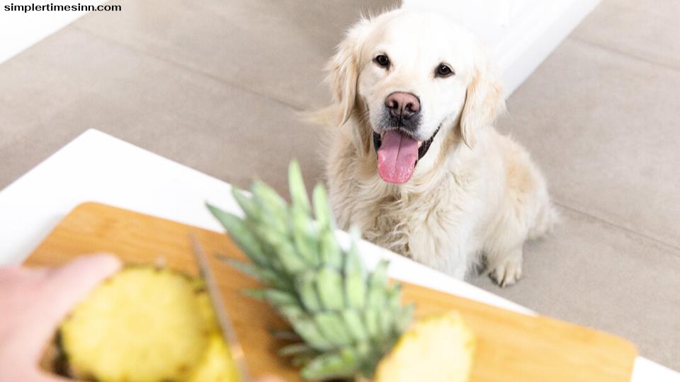 สุนัขสามารถกินสับปะรดสดเป็นของว่างเป็นครั้งคราวได้ และมันใช้ทดแทนขนมแปรรูปที่เต็มไปด้วยสารปรุงแต่งต่างๆ ได้ดี แม้ว่าน้ำตาลธรรมชาติจะมีปริมาณสูง 
