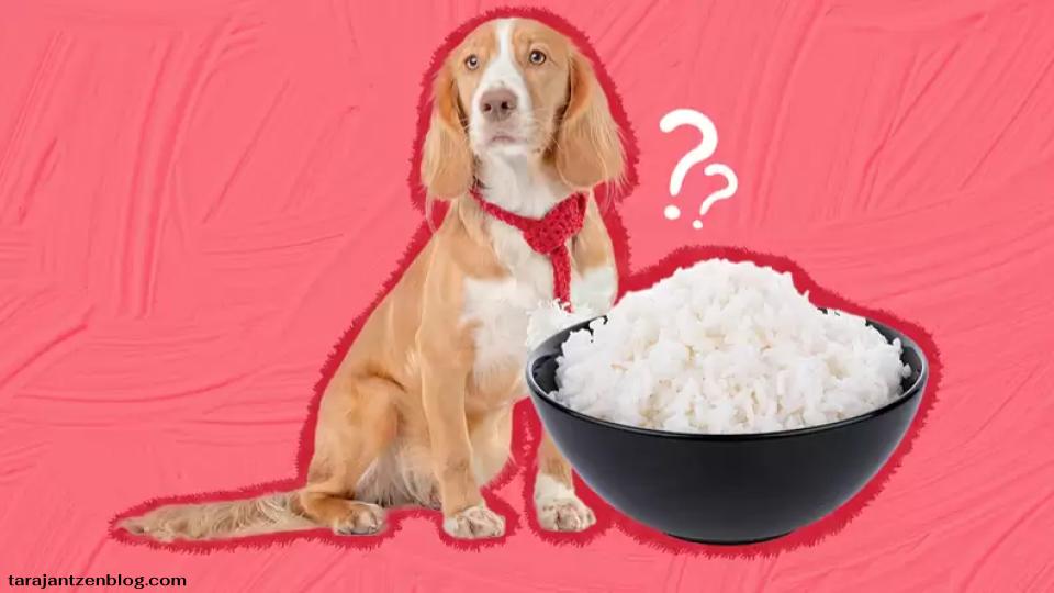 สุนัขสามารถกินข้าวได้หรือไม่?