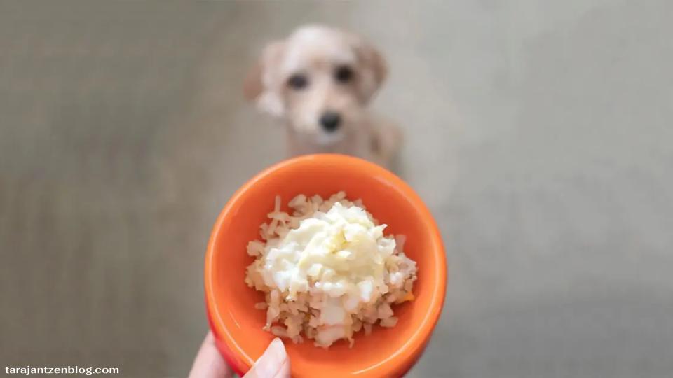 สุนัขสามารถกินข้าวได้ และมีหลายครั้งที่การให้ข้าวแก่สุนัขของคุณเป็นความคิดที่ดี จริงๆ แล้วข้าวถูกนำมาใช้ในอาหารสุนัขเชิงพาณิชย์หลายยี่ห้อ