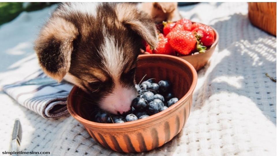 สุนัขสามารถกินบลูเบอร์รี่ได้ ที่จริงแล้วพวกมันเป็นแหล่งสารต้านอนุมูลอิสระและไฟเบอร์ชั้นดี บลูเบอร์รี่สามารถทดแทนขนมได้ดี