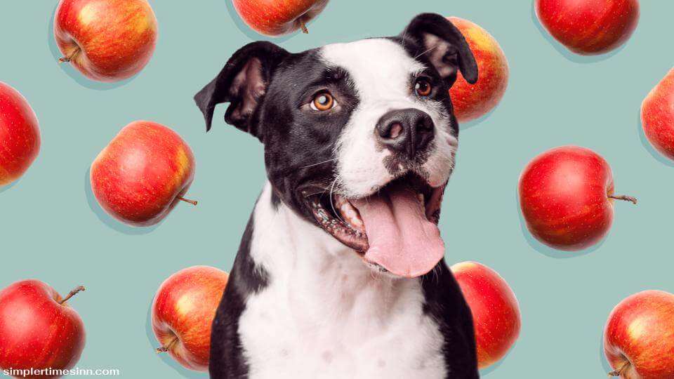 สุนัขสามารถกินแอปเปิ้ลได้หรือไม่?
