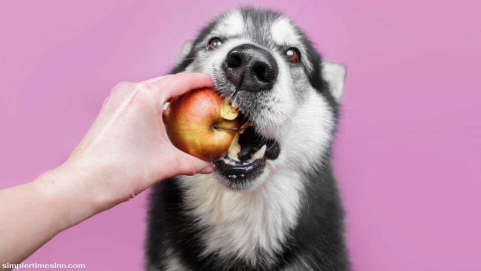 สุนัขสามารถกินแอปเปิ้ลทั้งเปลือกได้อย่างปลอดภัย แต่คุณควรล้างและคว้านแอปเปิ้ลออกเสมอ การทำเช่นนี้จะทำให้สุนัขของคุณ