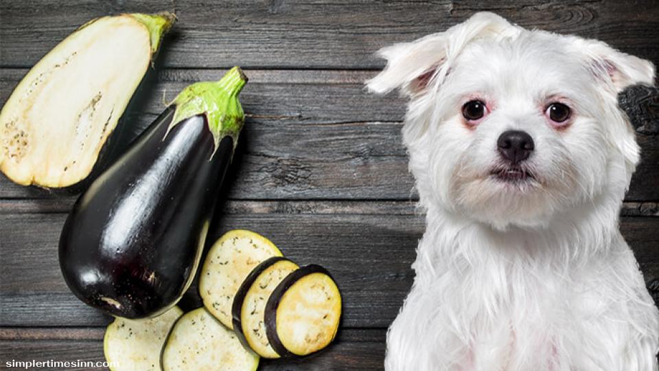 สุนัขสามารถกินมะเขือยาวได้หรือไม่?