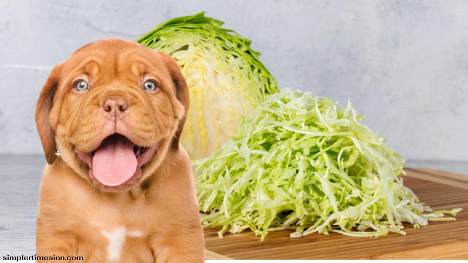 สุนัขสามารถกินกะหล่ำปลีได้ และยังให้วิตามินและแร่ธาตุเพิ่มเติมอีกสองสามชนิดในอาหารสุนัขที่ขายตามท้องตลาดไม่ได้ กะหล่ำปลีและผักอื่นๆ