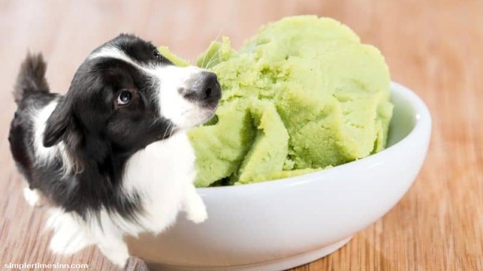 สุนัขสามารถกินวาซาบิได้หรือไม่?