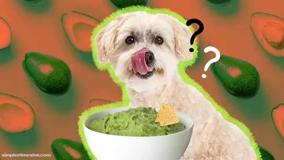สุนัขสามารถกินอะโวคาโดได้หรือไม่?