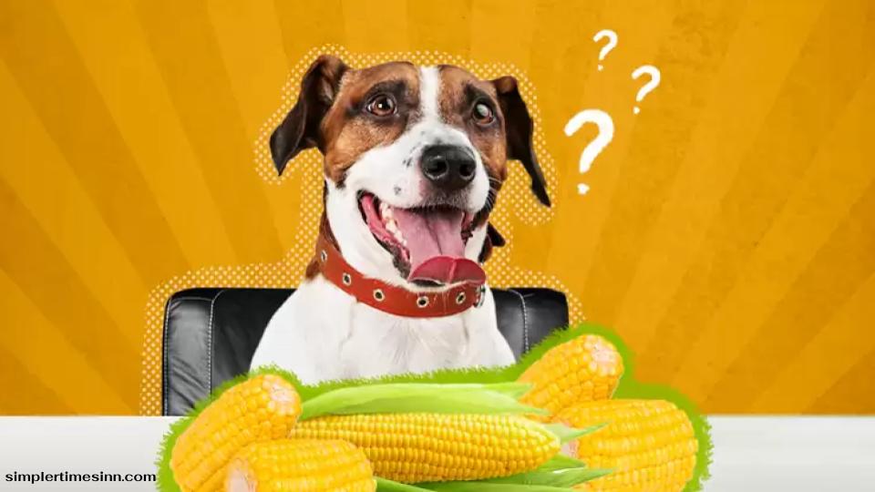สุนัขสามารถกินข้าวโพดได้หรือไม่?