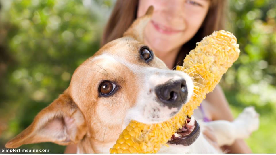 ใช่ สุนัขสามารถกินข้าวโพดได้ ตราบใดที่สุนัขของคุณแข็งแรง คุณก็สามารถให้อาหารข้าวโพดแก่พวกมันได้ คนส่วนใหญ่รับประทานข้าวโพดกับเนย
