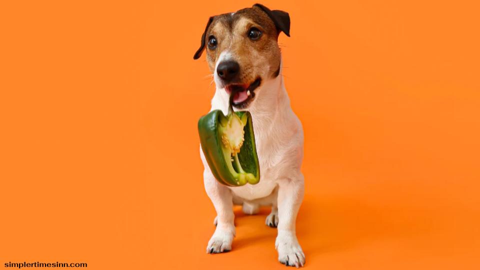 สุนัขของคุณไม่ควรกินพริก ไม่ว่าจะเป็นพริก พริก หรือพริกป่น หรืออาหารอย่างพริกคอนคาร์เน่ที่ทำจากสูตรพริกอันโด่งดังของคุณ