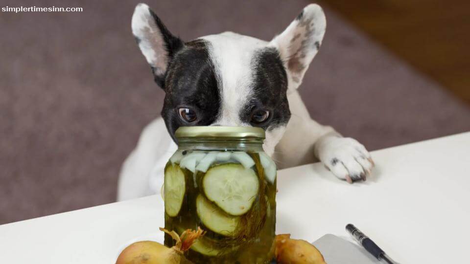 สุนัขสามารถกินผักดองได้ แต่เนื่องจากมีโซเดียมสูงในผักดอง โดยทั่วไปจึงแนะนำให้สุนัขรับประทานผักดองในปริมาณที่พอเหมาะเท่านั้น